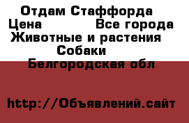 Отдам Стаффорда › Цена ­ 2 000 - Все города Животные и растения » Собаки   . Белгородская обл.